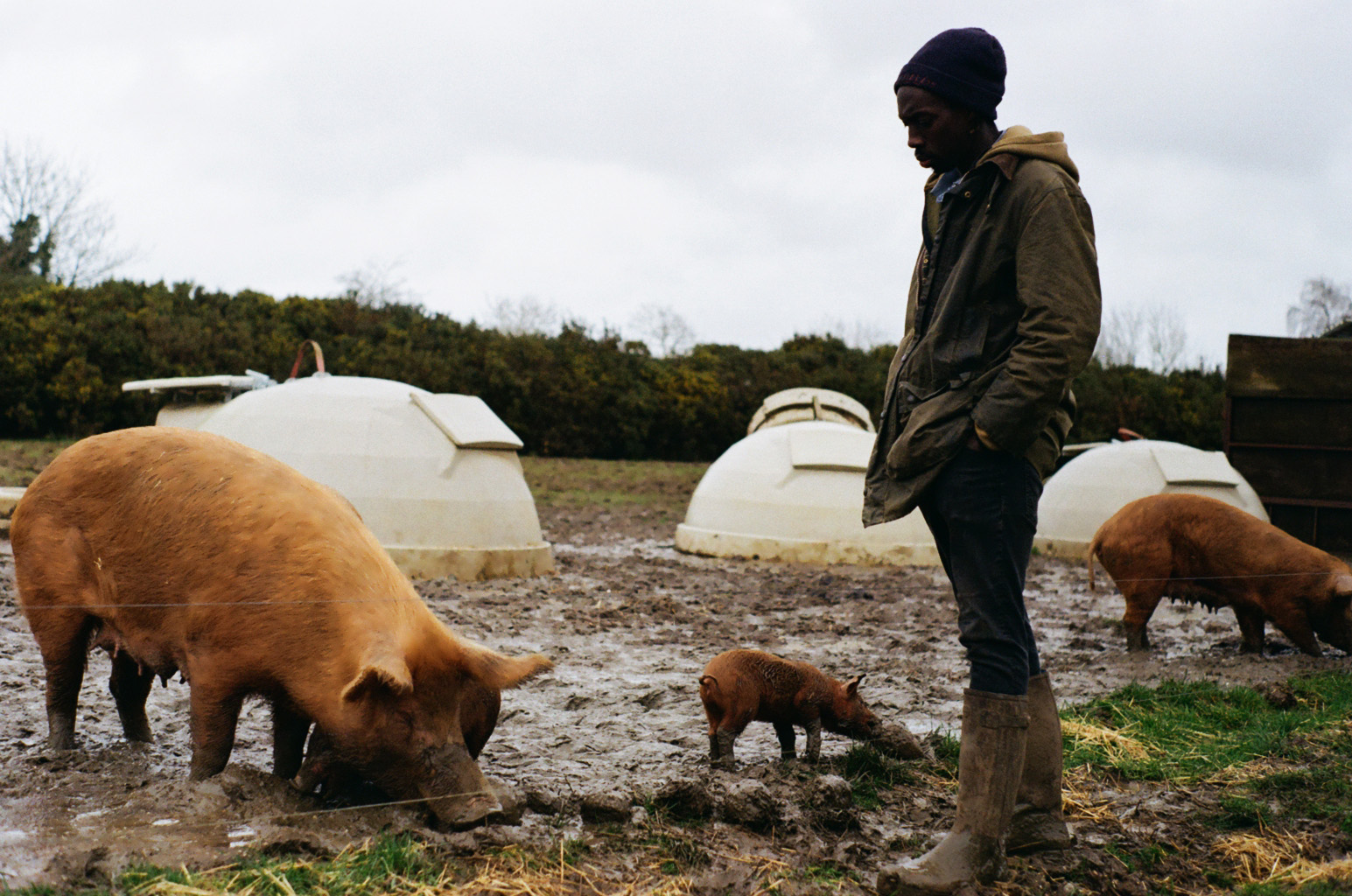 Flavian with more pigs
