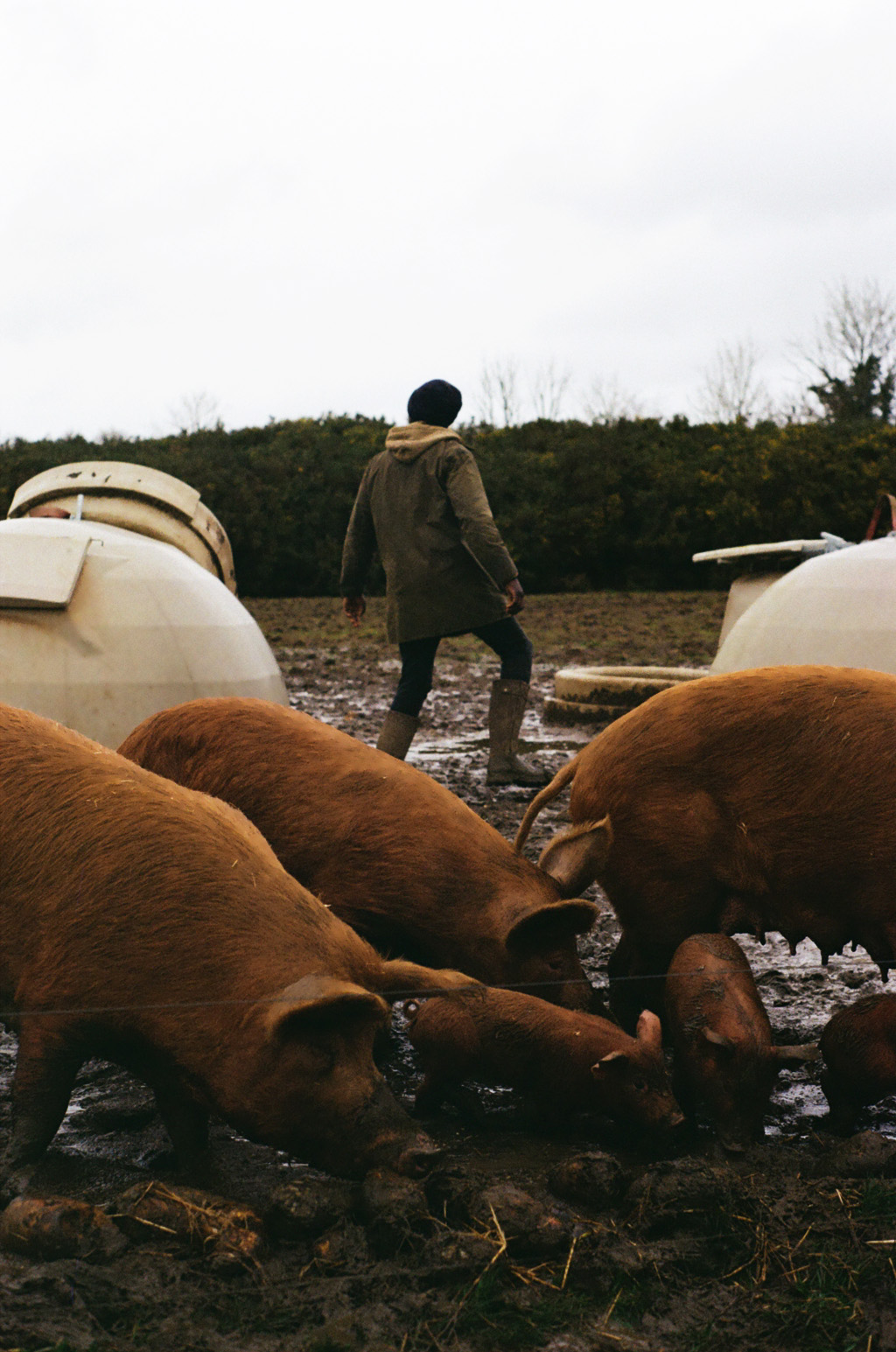 Flavian with pigs