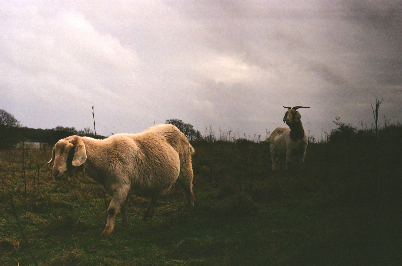 goats in a field