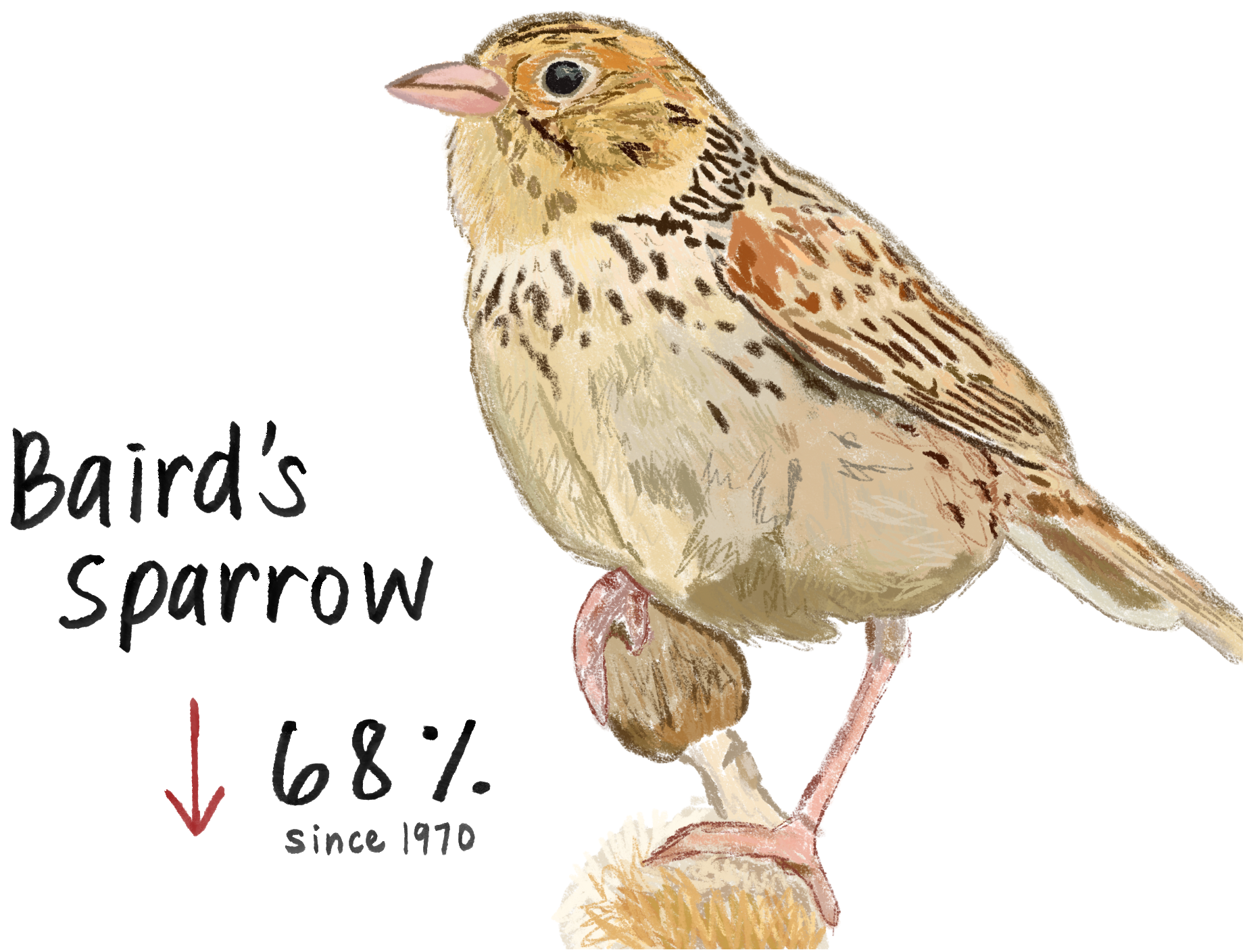 The Baird's sparrow has declined by 68 percent since 1970.