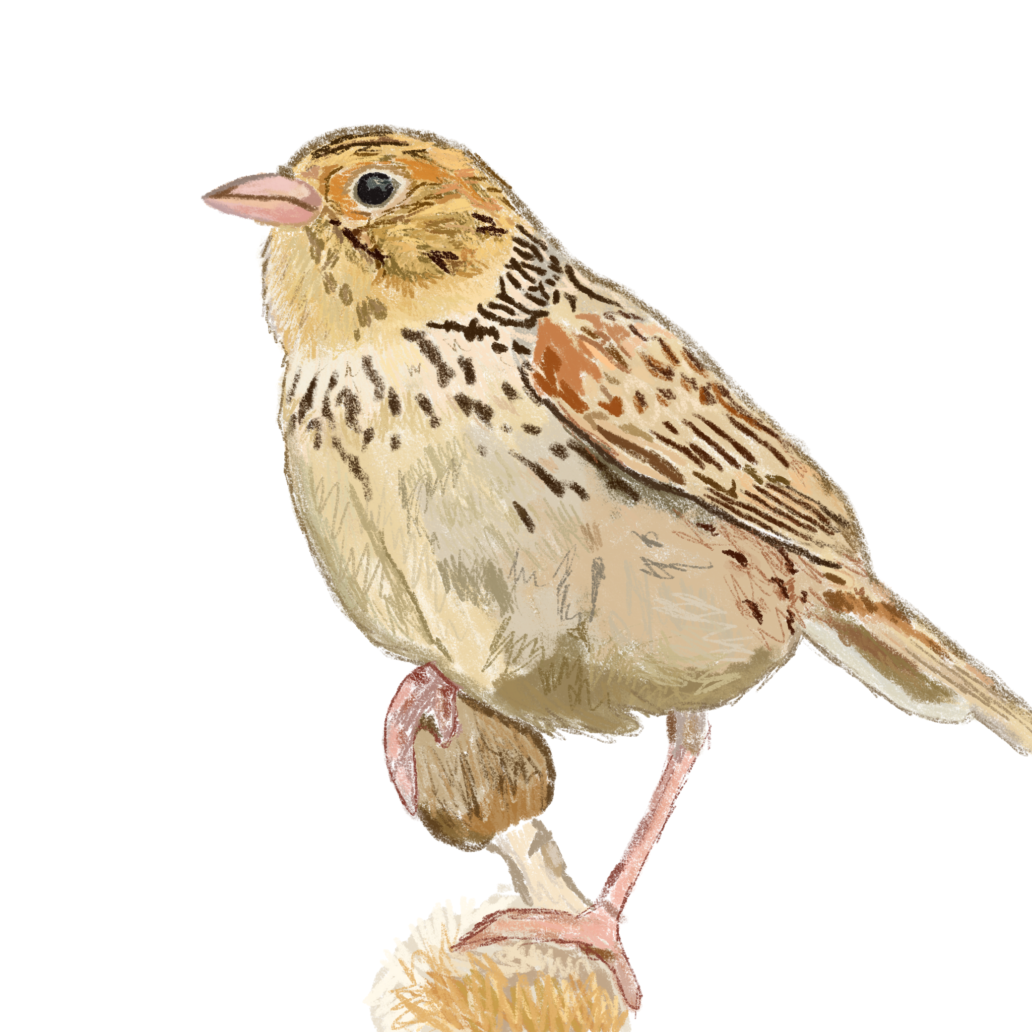 Baird's Sparrow