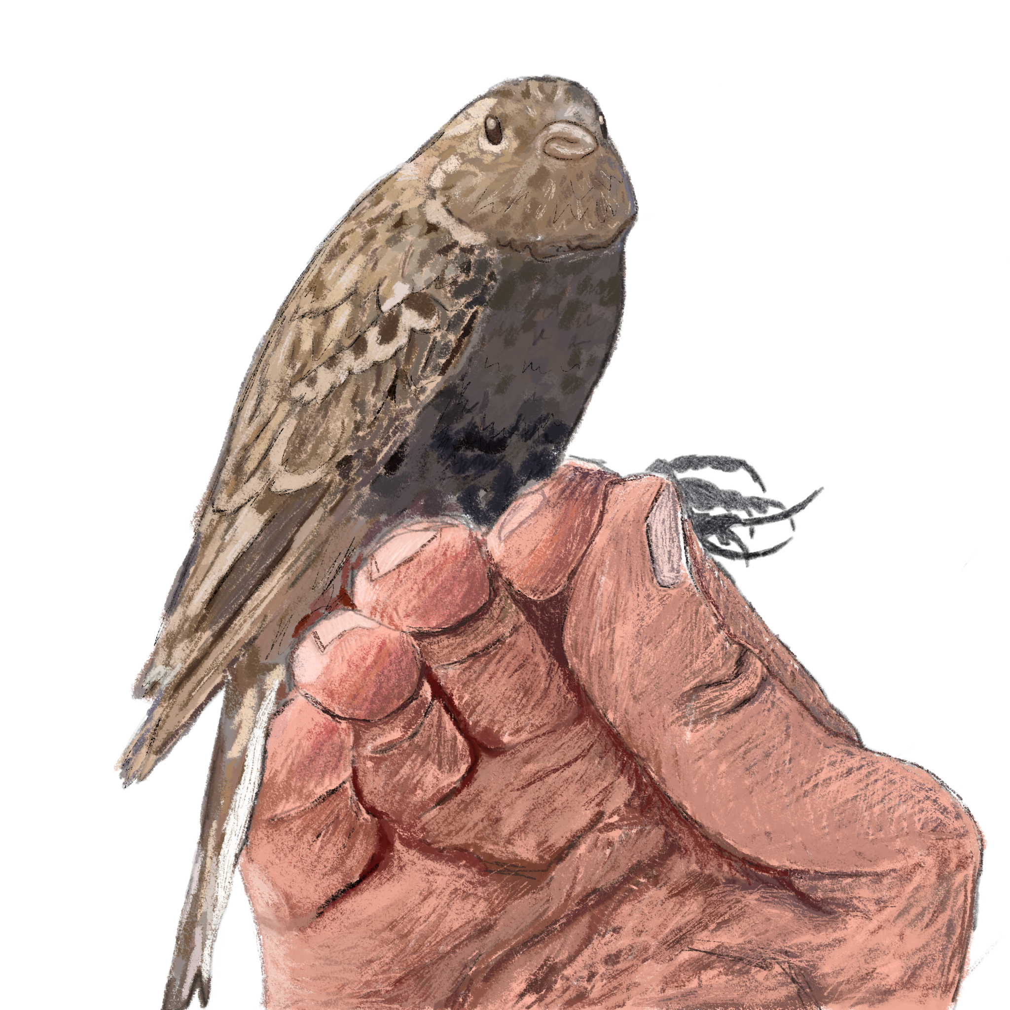 Chestnut-collared Longspur