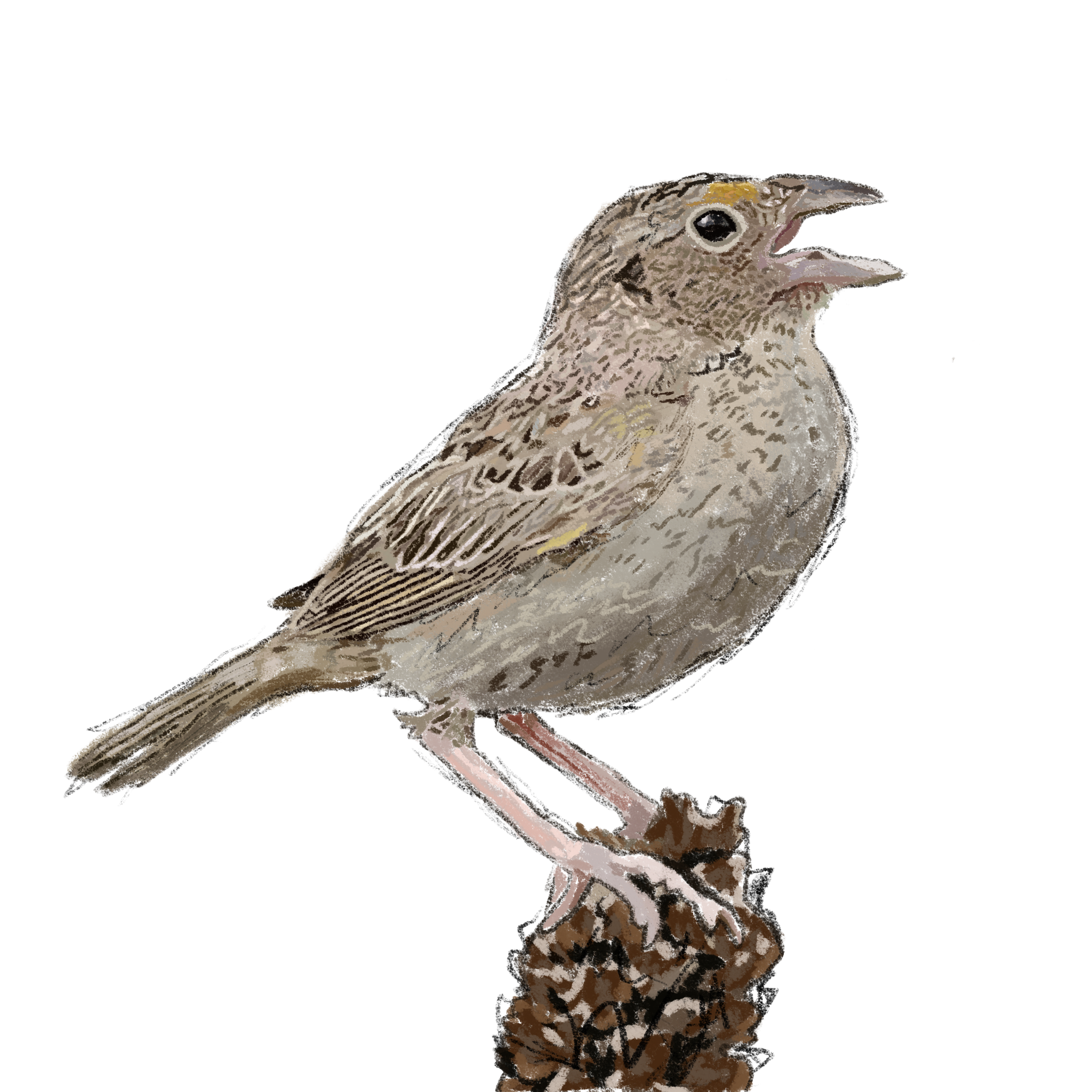 Grasshopper Sparrow