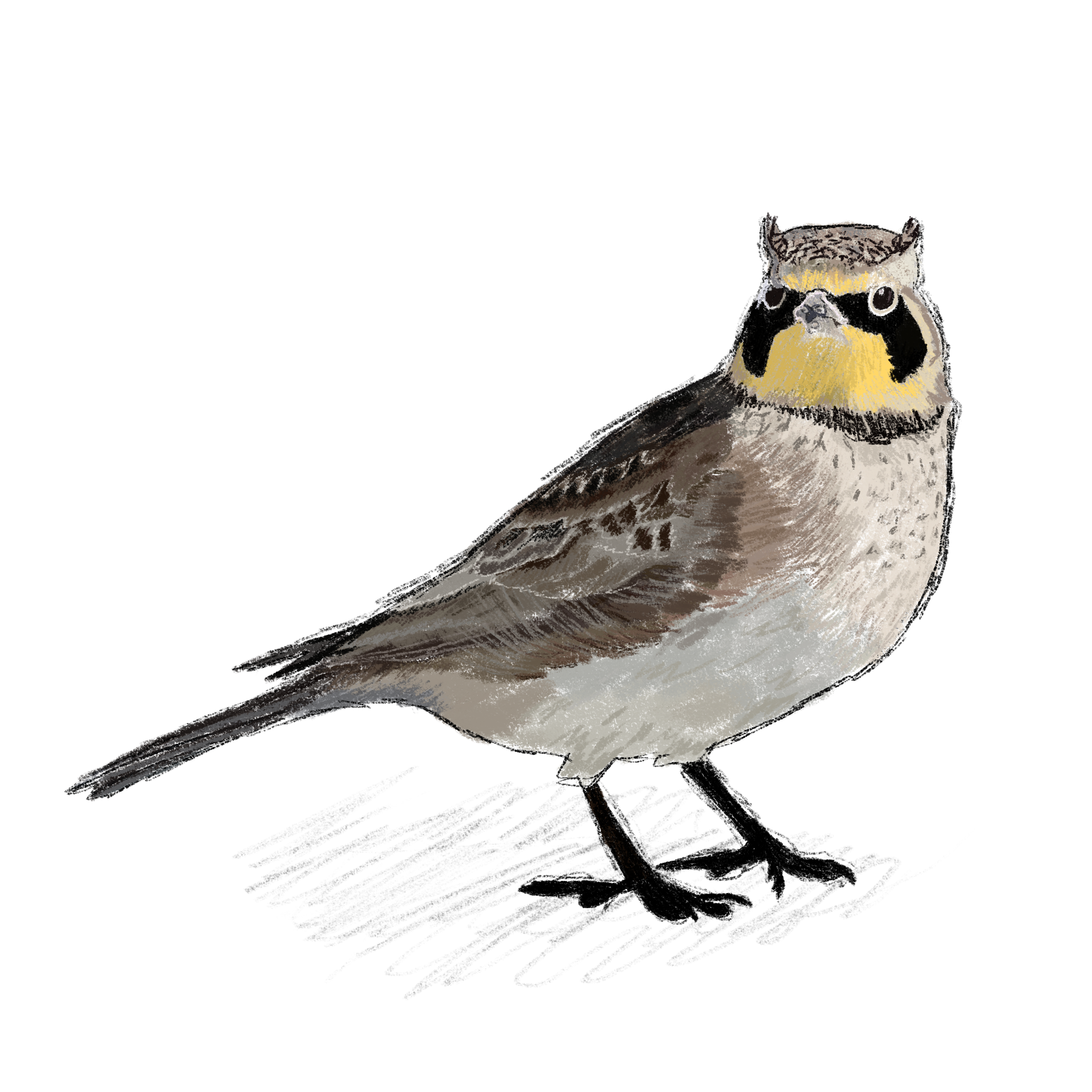 Horned Lark