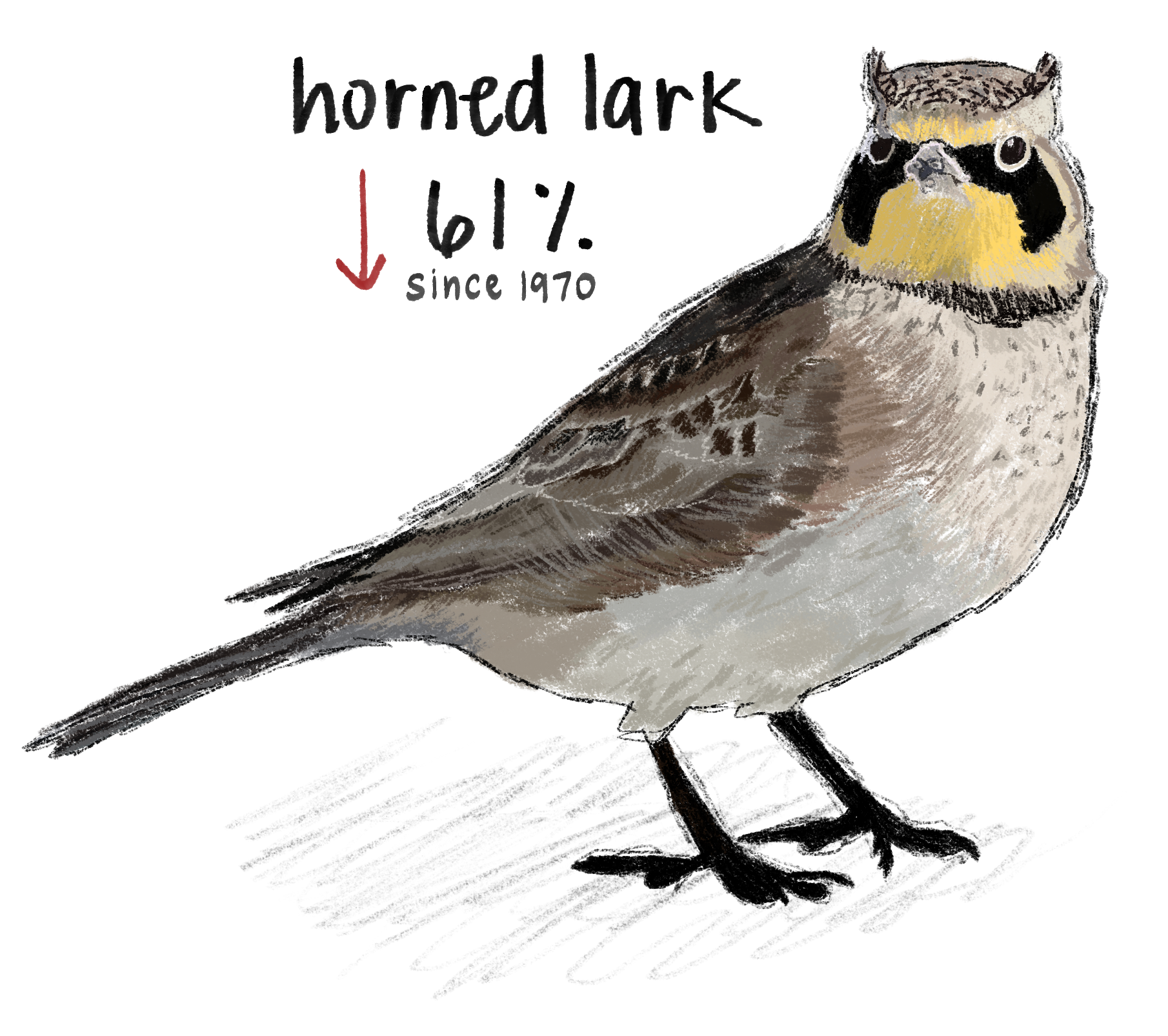 The horned lark has declined by 61 percent since 1970.