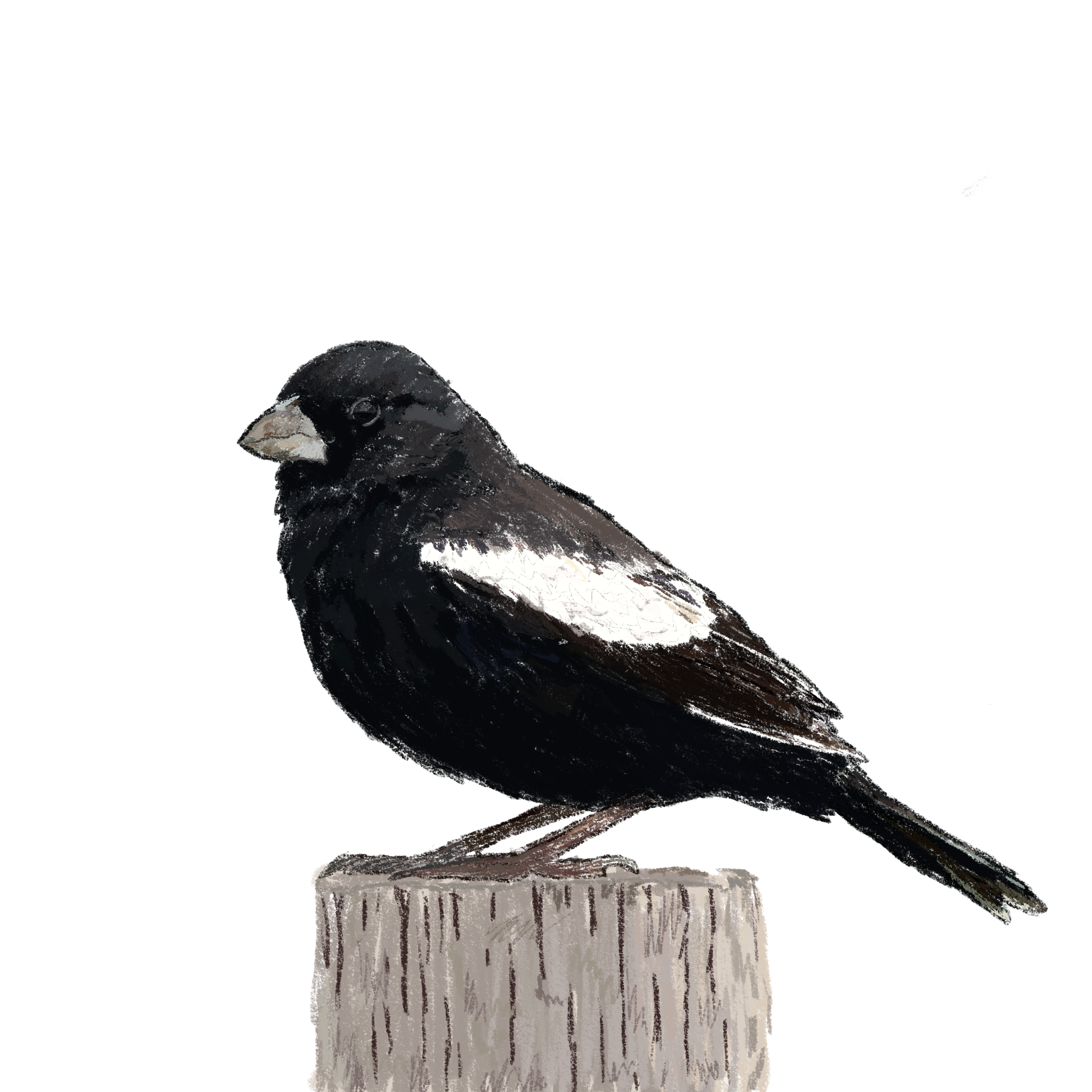Lark Bunting