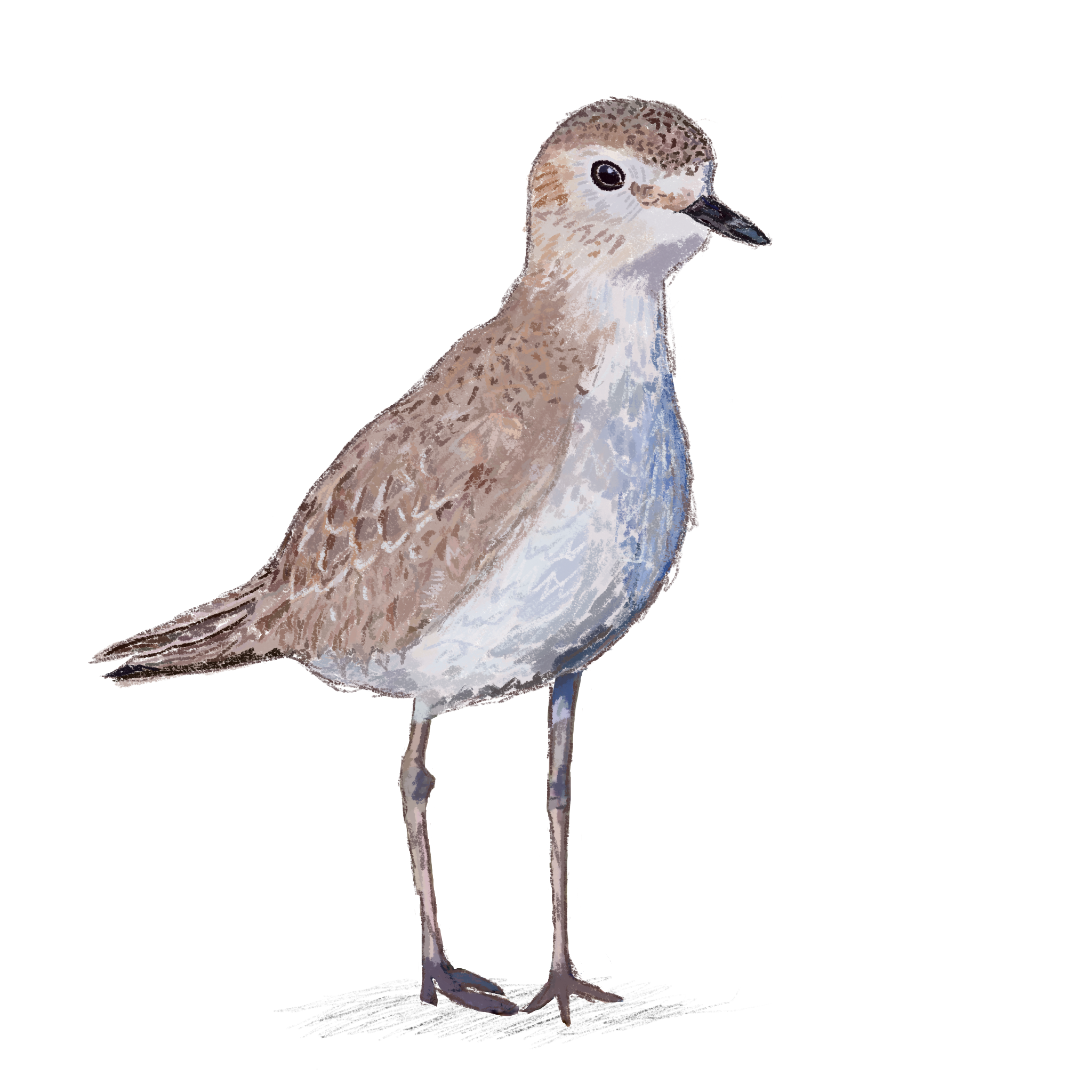 Mountain Plover