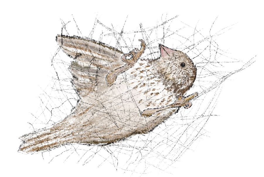 Bird in mist net