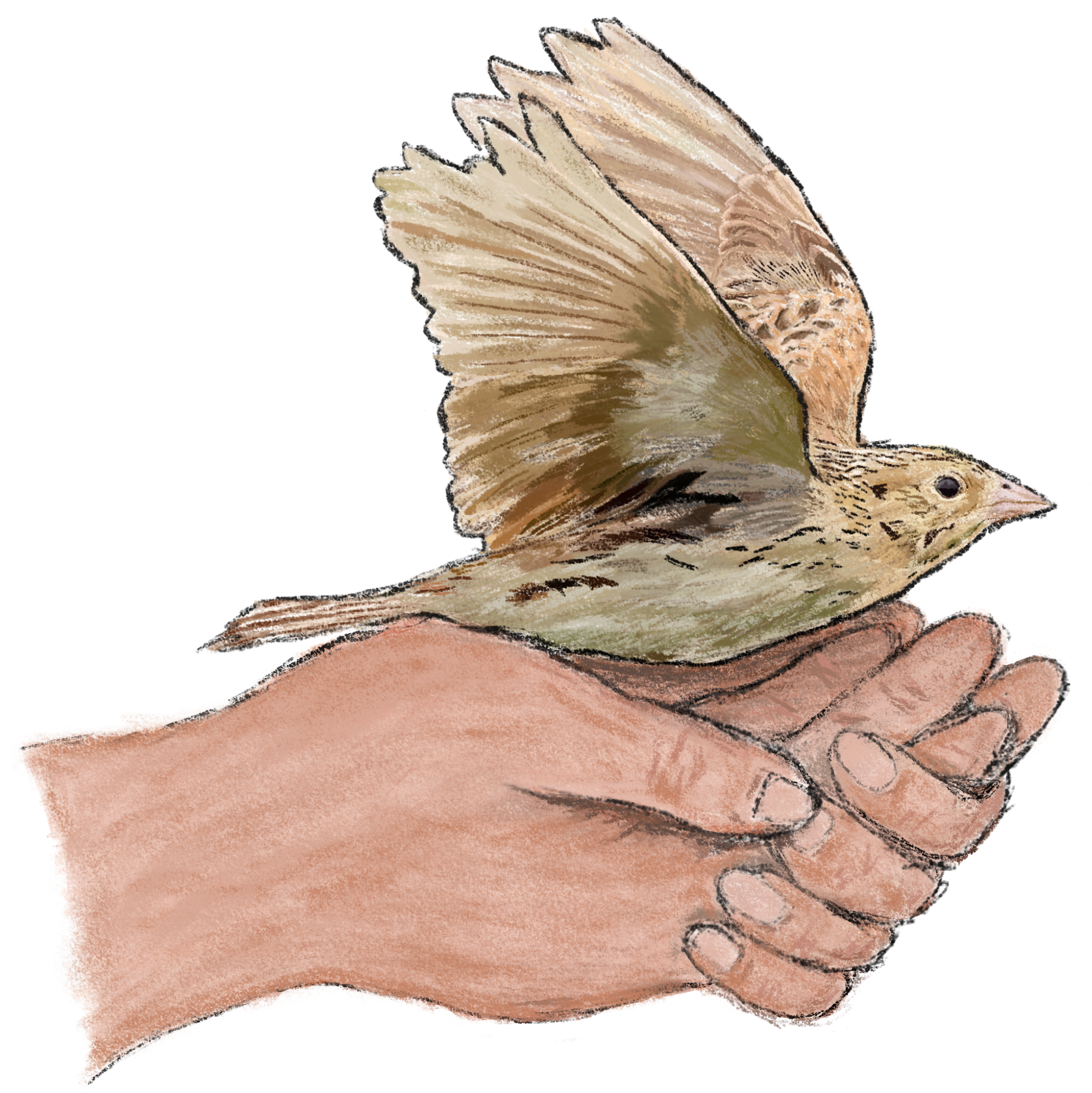 Bird release out of hand