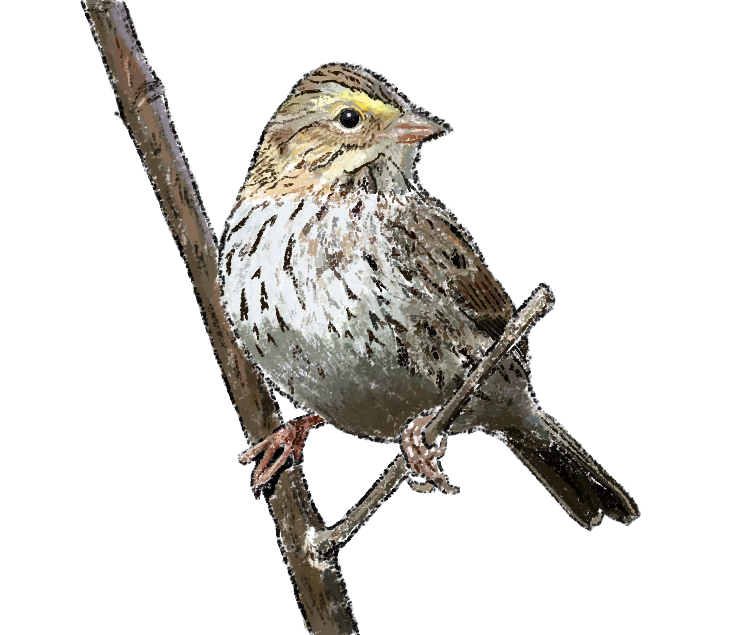 Savannah Sparrow