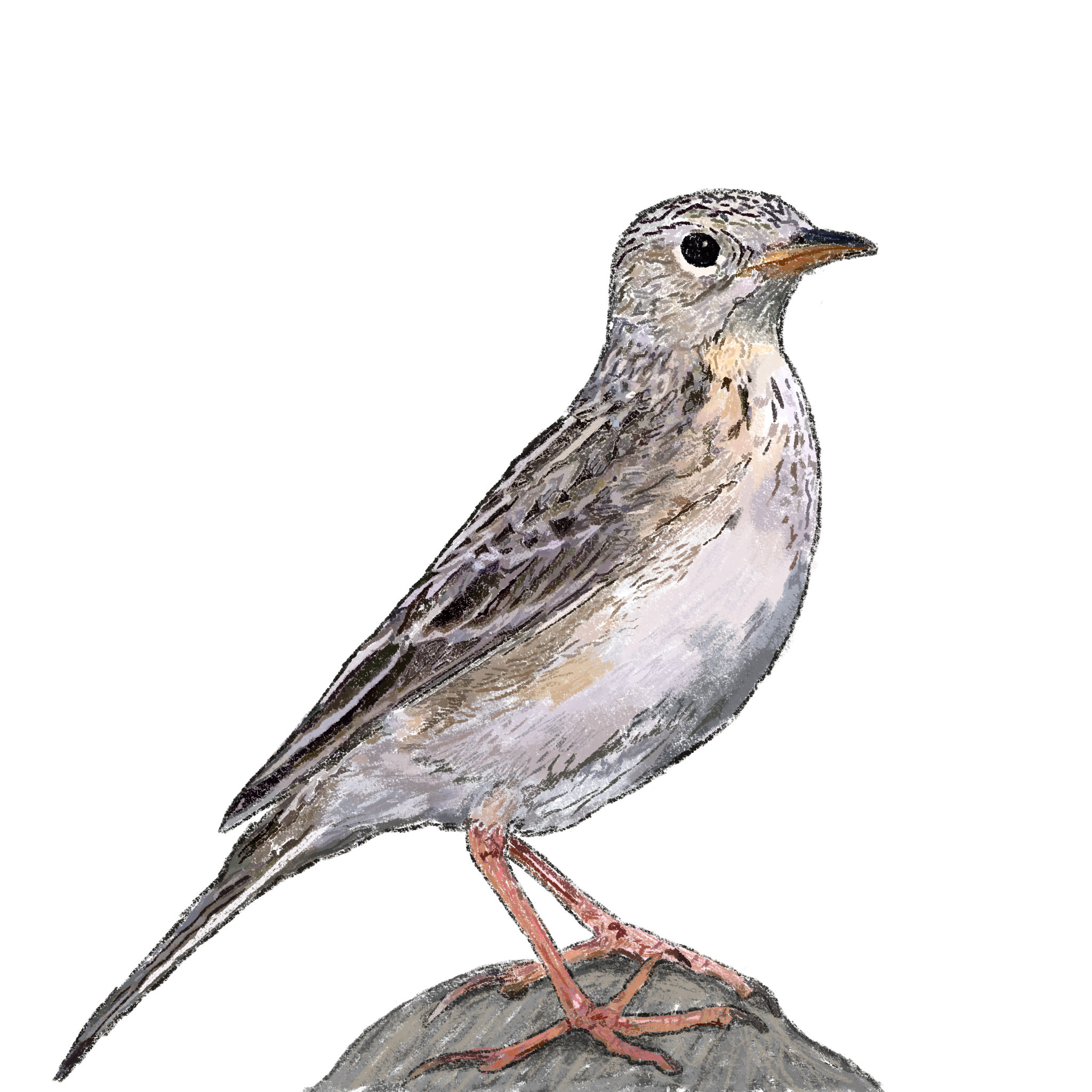 Sprague's Pipit