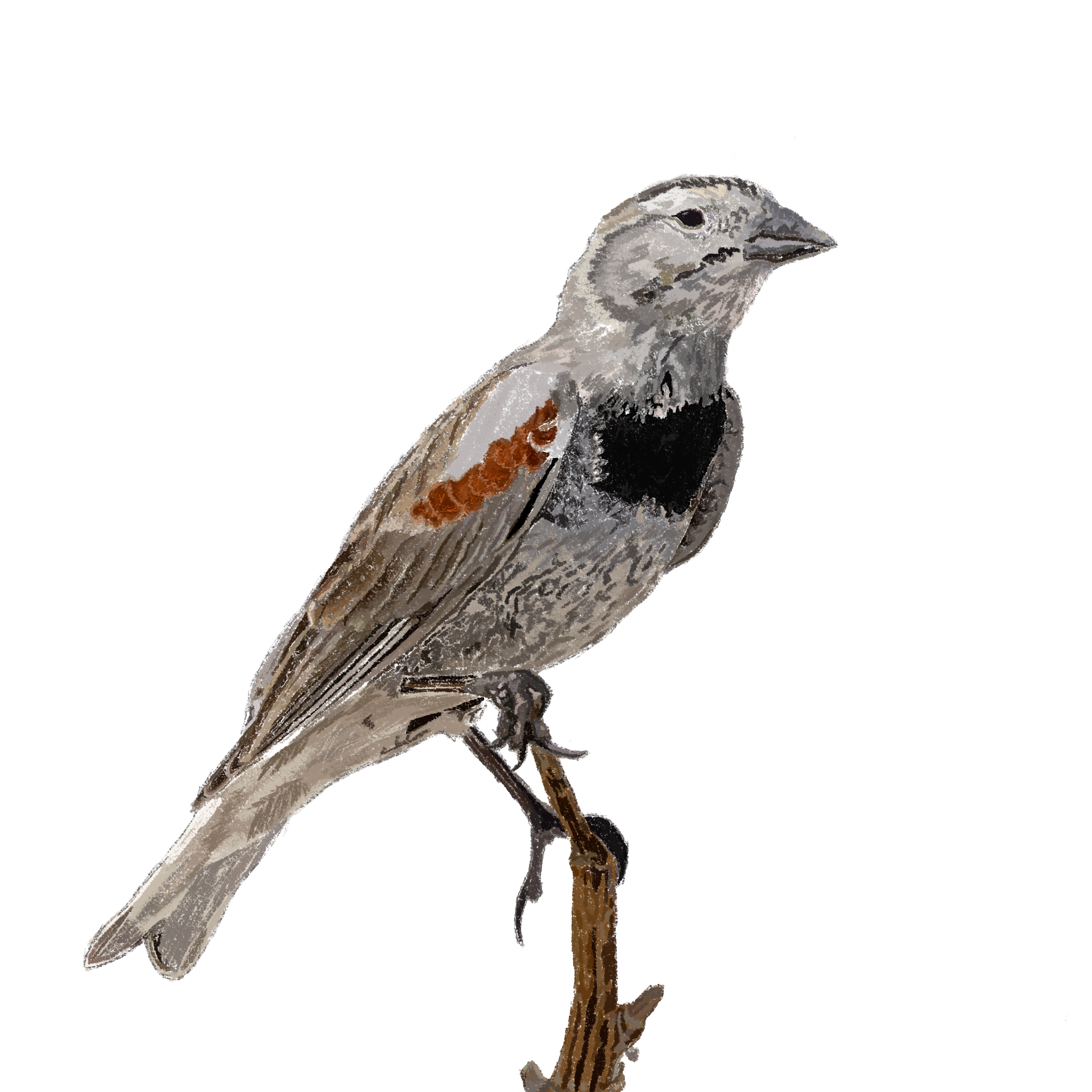 Thick-billed Longspur