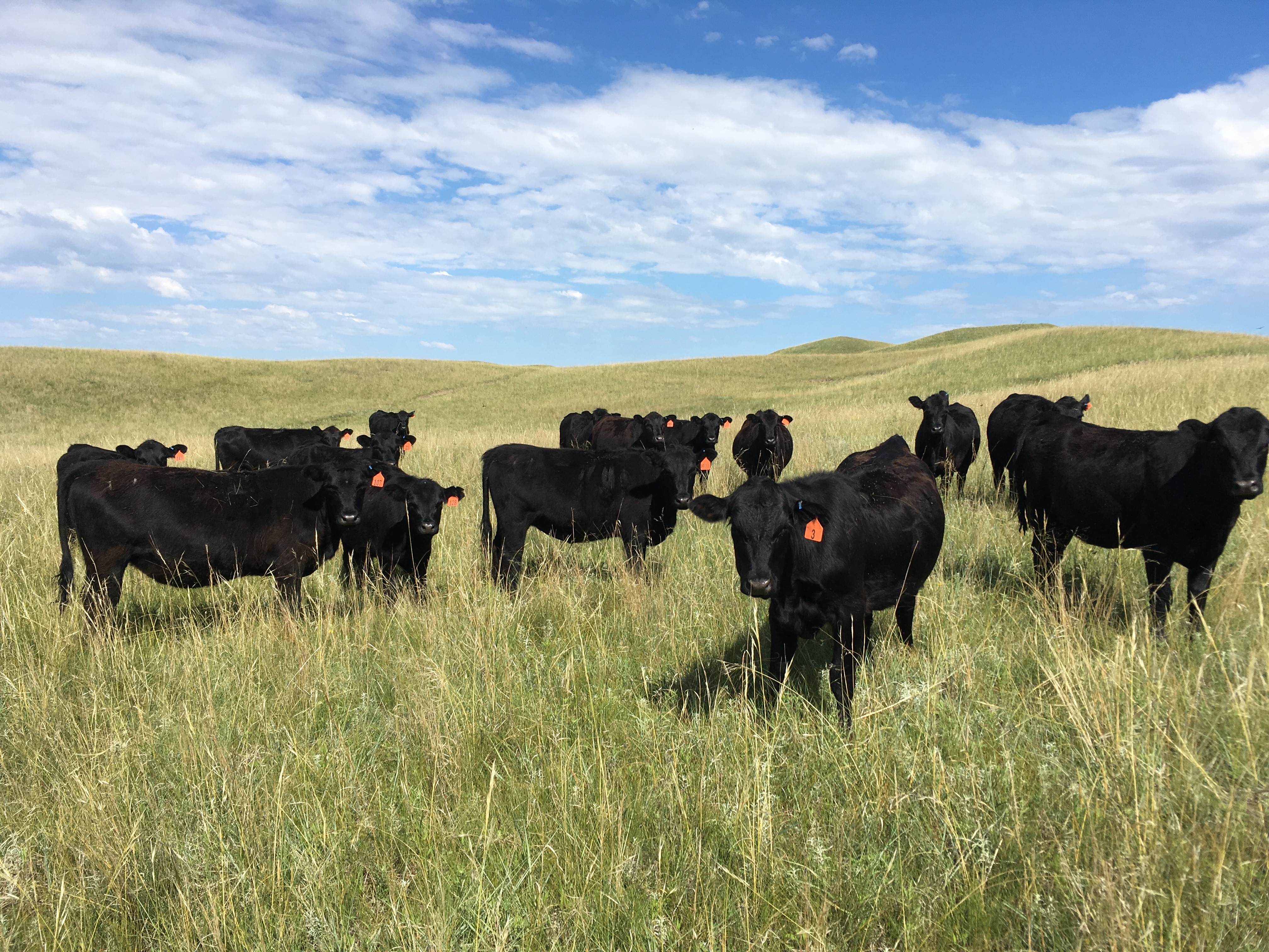 Cows on Switzer Ranch, Loup County, Nebraska.