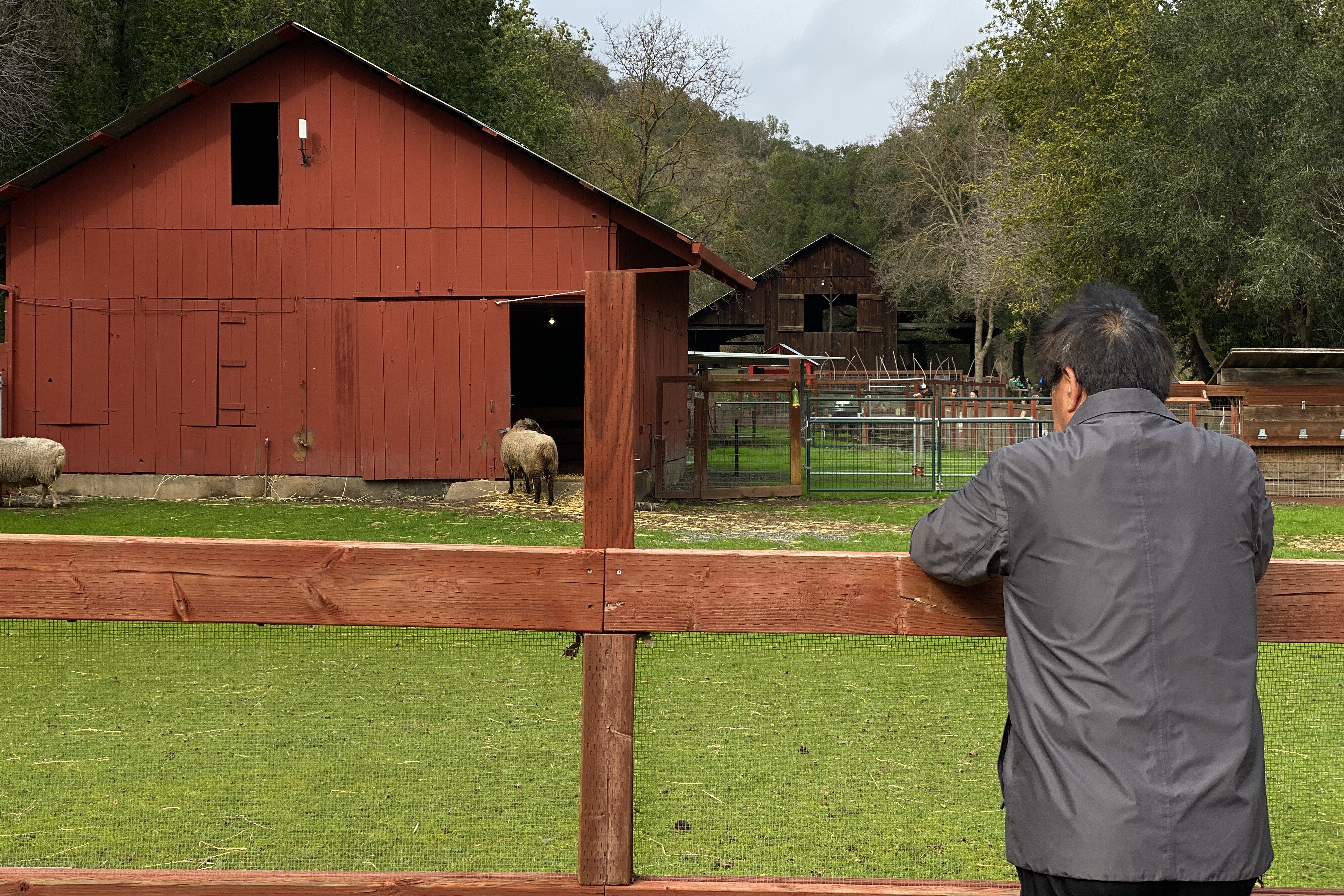 a back portrait of an old man looking at a farm， lost in his thought