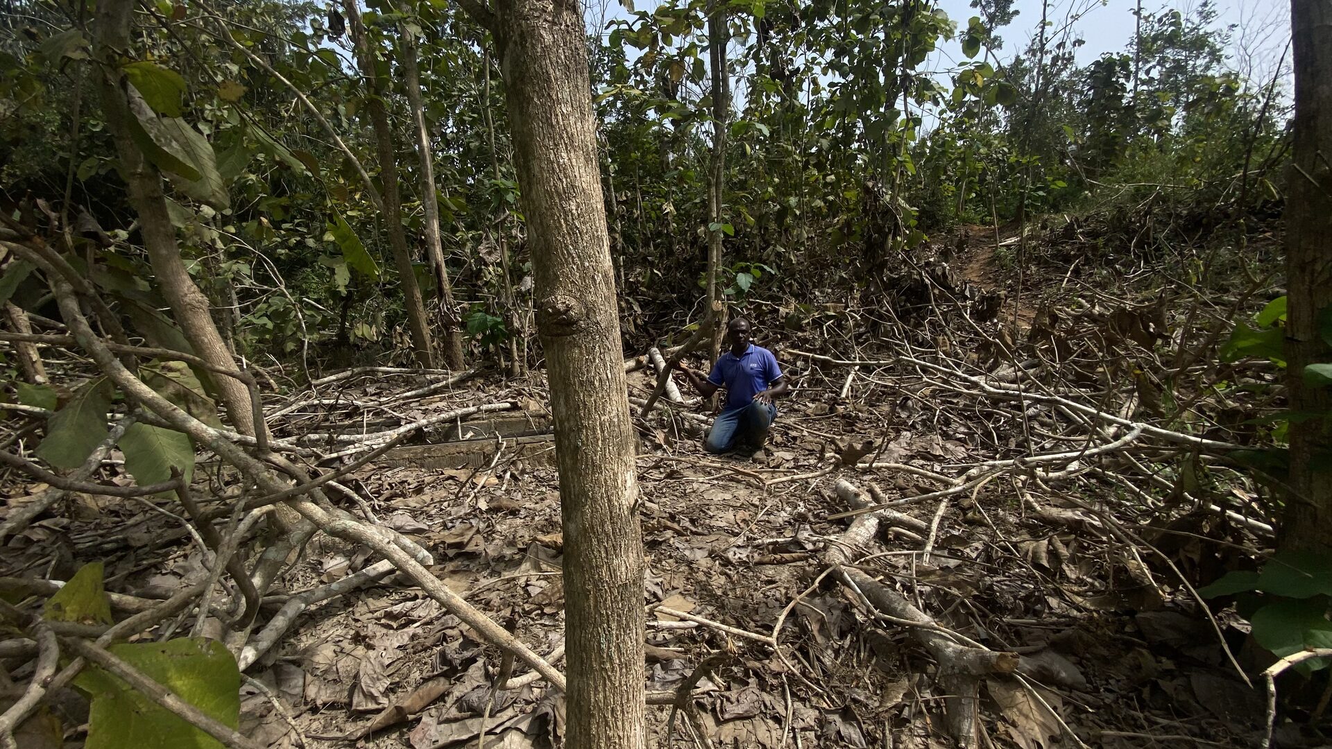 Farmer, Ahmed Musah on his destroyed 5-acre teak plantation at Terchire