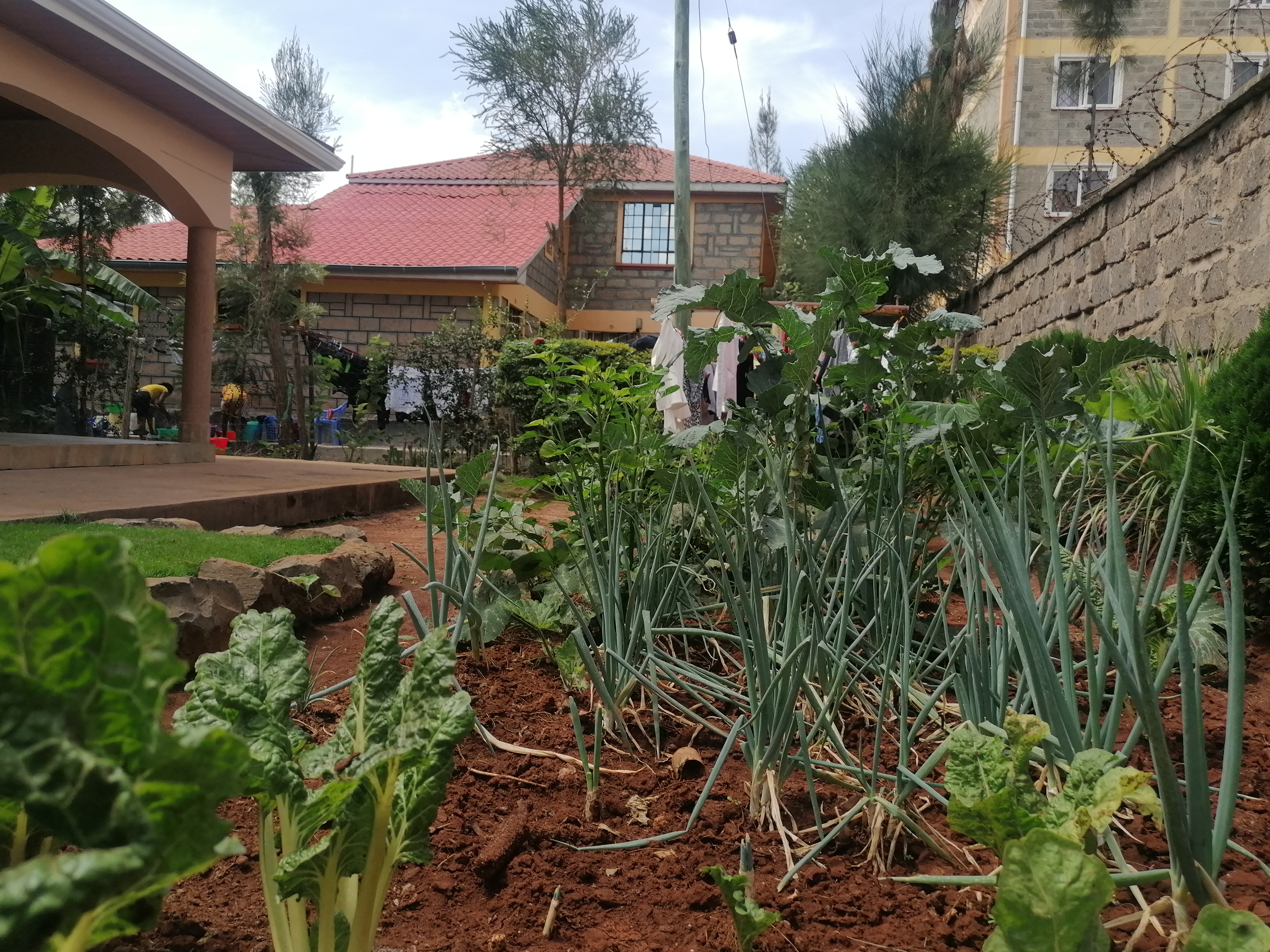 vegetable garden